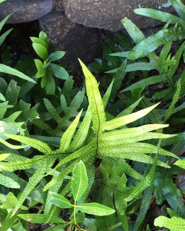 Fern and Rocks -- the hard and soft of life