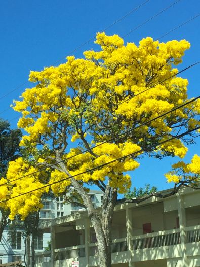 A Gold Tree at the end of January