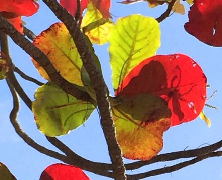 red leaves at the beach