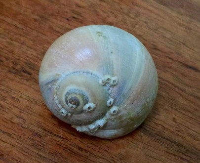 A small shell from the State Beach on Martha's Vineyard