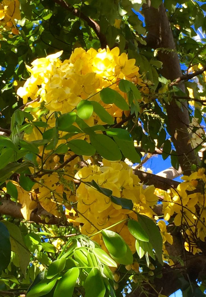 Shower tree at Kokua Market