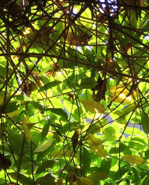 Leaves, Branches and Light