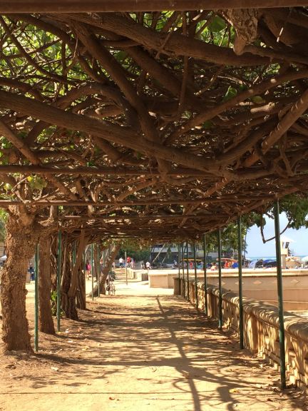 A Hau Tree arbored walkway near San Souci Beach