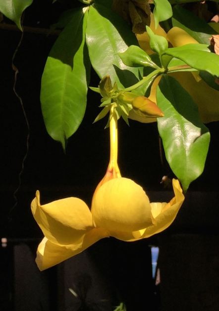An Allamanda blossom