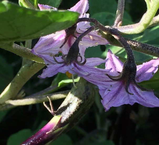 eggplant flowers