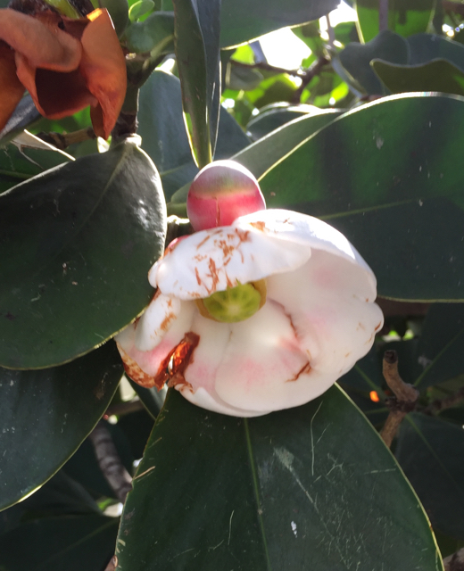Flower of the Autograph Tree