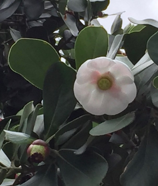 autograph tree flower