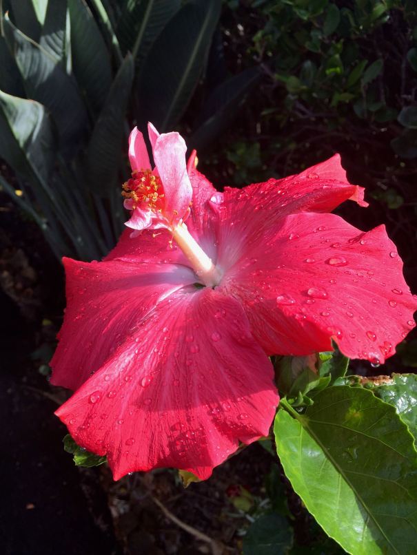 tufted hibiscus