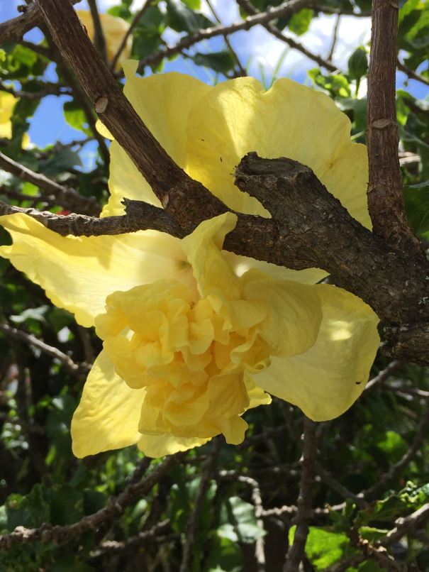yellow tufted hibiscus