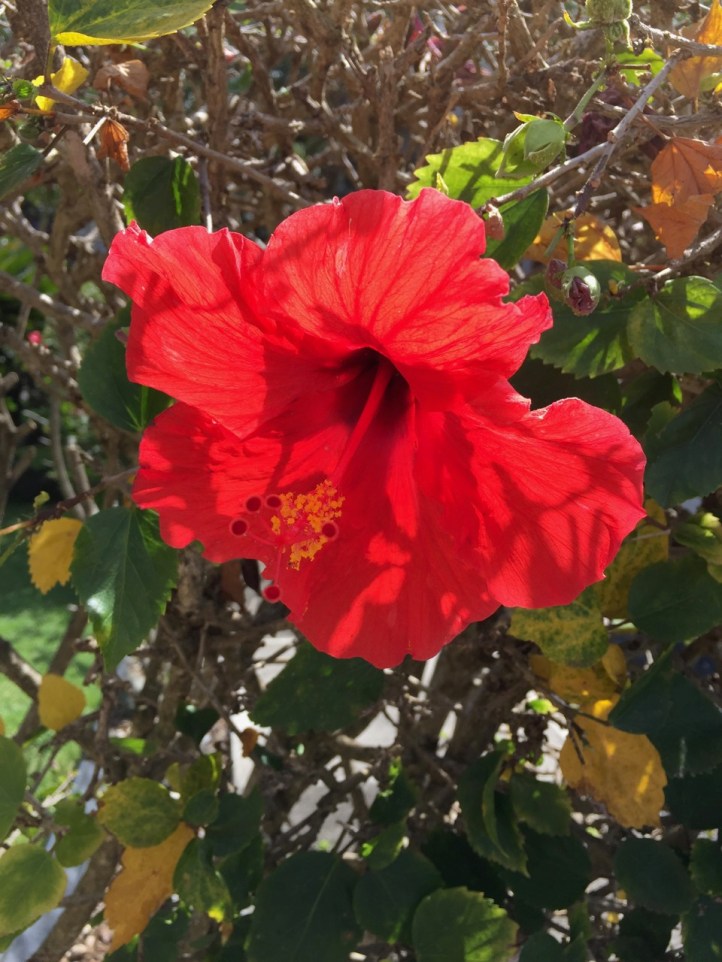red hibiscus and branches
