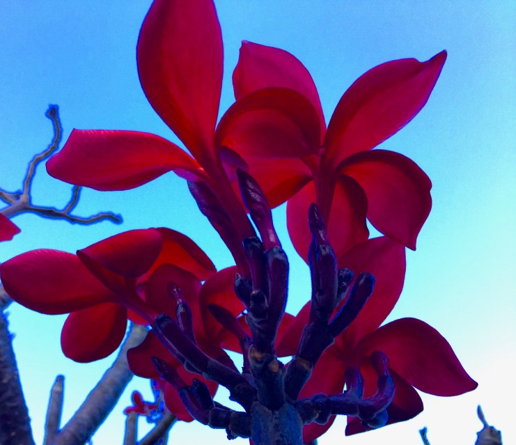 red plumeria