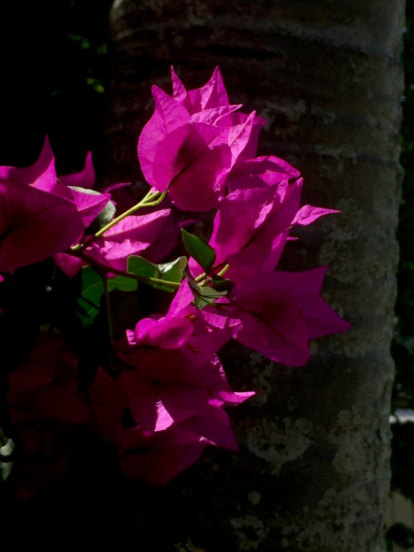 Bougainvilleas