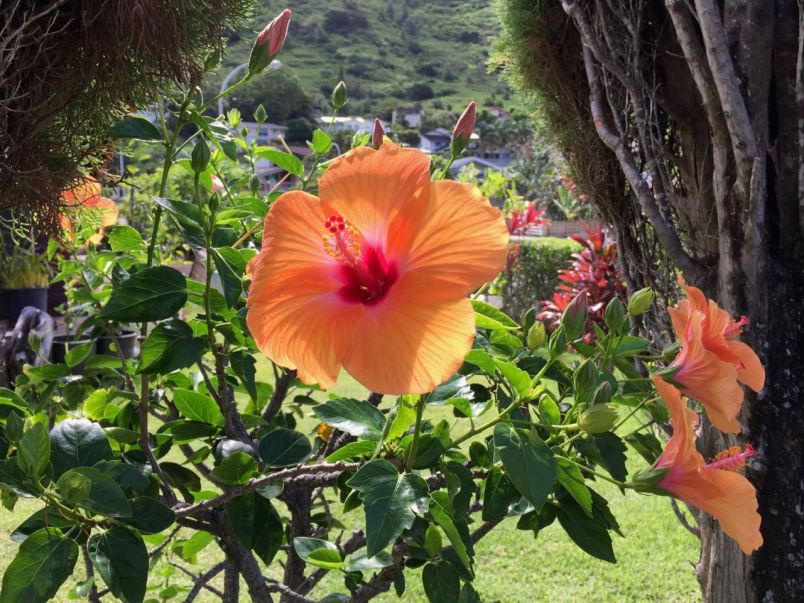 orange hibiscus