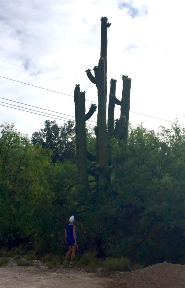 Saguaro and me