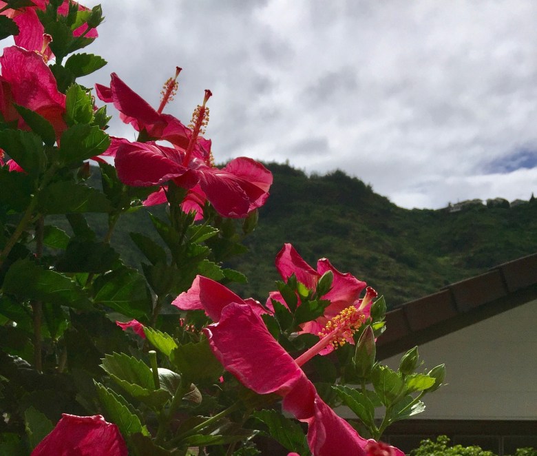 stairway of hibiscus