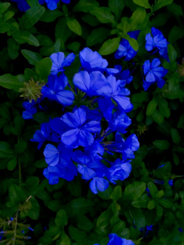 blue flowers